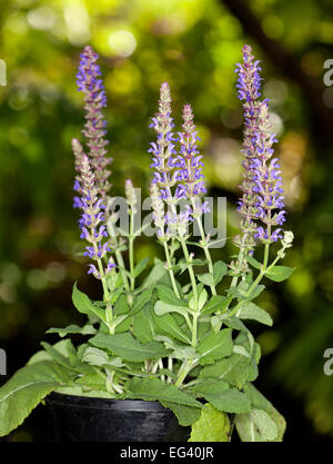 Salvia Nemarosa 'Sallyrosa' Sorte mit blau / lila Spitzen von Blumen & hellgrüne Blätter, gegen dunkelgrünen Hintergrund Stockfoto