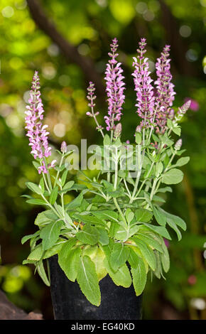 Salvia Nemarosa 'Sallyrosa' Sorte mit rosa / lila Spitzen von Blumen & hellgrüne Blätter, gegen dunkelgrünen Hintergrund Stockfoto