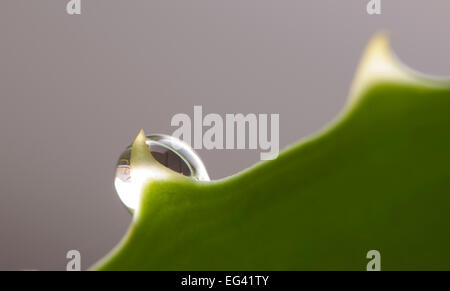 Ein Wassertropfen auf Aloe Blattrand, Makroaufnahme, lokalem Fokus Stockfoto