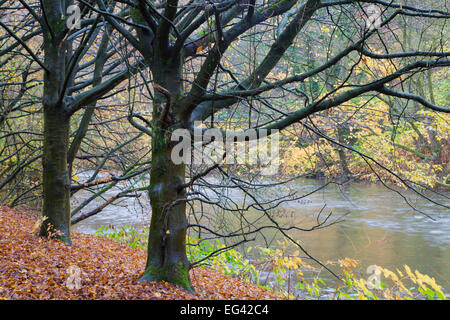 Wupper, Bergische Land sterben Stockfoto