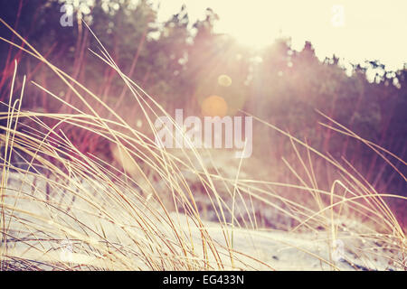 Jahrgang verblasst Natur Hintergrund mit Flare-Effekt. Stockfoto