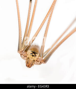 Papa lange Beine Spinne bis zu schließen, auf weißem Hintergrund Stockfoto