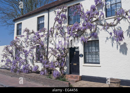 Weiße Tünche bemalte Ziegel Wisteria Cottage mit alten Reifen lila lila Glyzinien Strauch in voller Blüte, die Beschichtung der denkmalgeschützten Gebäudes II Stockfoto