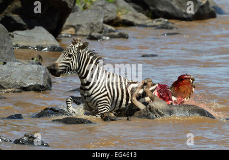 Ebenen Zebra (Equus Guagga), verwundet tödlich durch Krokodil Angriff, laufen an Land, Nil-Krokodil (Crocodylus Niloticus) Stockfoto