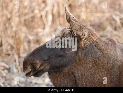 Europäischer Elch (Alces Alces), kurz nach dem Verlust der Geweihe, Gefangenschaft, Bayern, Deutschland Stockfoto