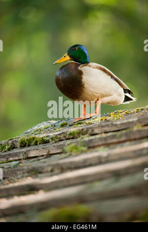 Stockente (Anas Platyrhynchos), Drake, stehend auf einem Holzdach, Bayern, Deutschland Stockfoto