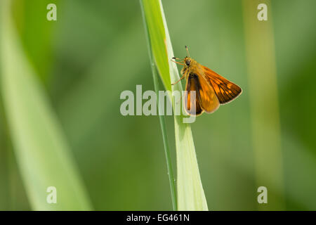 Großen Skipper (Ochlodes Sylvanus, Ochlodes Venatus), Thüringen, Deutschland Stockfoto