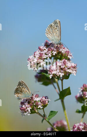 Adonis blue (Polyommatus Bellargus, Lysandra Bellargus) saugen Nektar aus Oregano (Origanum Vulgare), Thüringen, Deutschland Stockfoto