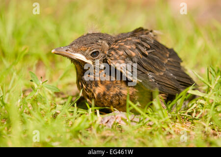 Amsel (Turdus Merula), junge sitzen in der Wiese, Niedersachsen, Deutschland Stockfoto