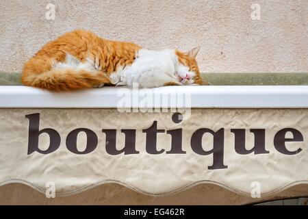 Schlafende Katze auf einem aufgerollten Markise einer Boutique, Bonifacio, Corse-du-Sud, Korsika, Frankreich Stockfoto