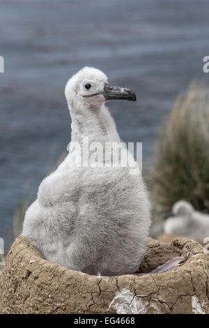 Schwarzen browed Albatross - drei Wochen alten Küken Stockfoto