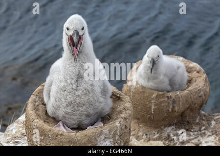 Schwarzen browed Albatross - drei Wochen alten Küken Stockfoto