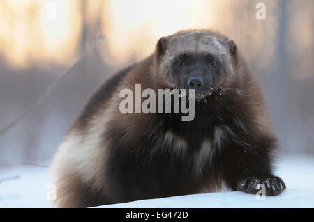 Vielfraß (Gulo Gulo) Porträt. Kronotsky Zapovednik Nature Reserve Kamtschatka russischen Fernen Osten Februar. -NICHT VERFÜGBARE ZEITSCHRIFT VERWENDUNG BIS ZUM APRIL 2014 Stockfoto