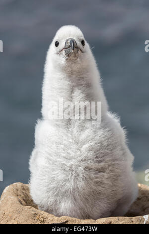 Schwarzen browed Albatross - drei Wochen alten Küken Stockfoto