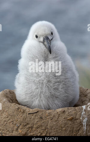 Schwarzen browed Albatross - drei Wochen alten Küken Stockfoto