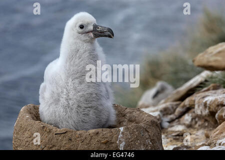 Schwarzen browed Albatross - drei Wochen alten Küken Stockfoto