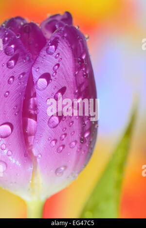 Close up of purple tulips in vase on natural background Stockfoto