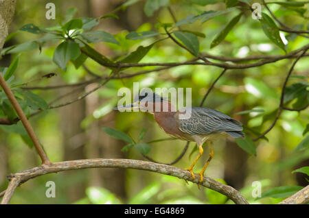 Grün-Heron (Butorides Virescens) thront auf einem Ast, Provinz Puntarenas, Costa Rica Stockfoto