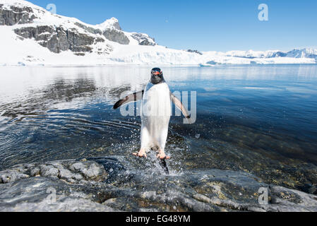 Gentoo Penguin (Pygoscelis Papua) kommen in das Meer Cuverville Island antarktischen Halbinsel Antarktis Stockfoto