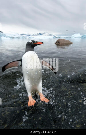 Gentoo Penguin (Pygoscelis Papua) ans Ufer Cuverville Island antarktischen Halbinsel Antacrtica springen Stockfoto