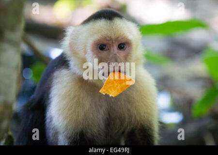 Lustige Affen mit Chips im Mund in Nationalpark Manuel Antonio Stockfoto