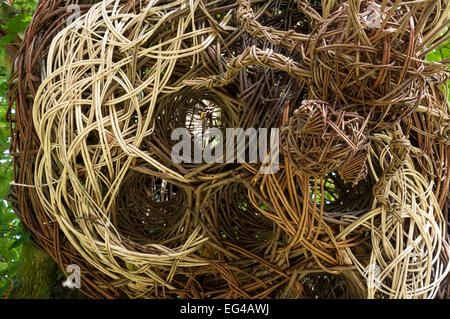 Geflochtene Weide Wespennest am Lymefield im Dorf Broadbottom, England. Stockfoto