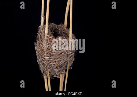 Reed Warbler (Acrocephalus Scirpaceus) Nest in Senckenberg Natural Storico Sammlung Dresden Deutschland. Stockfoto