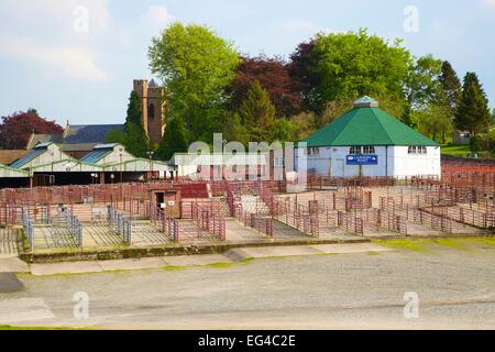 Vieh Auktion Mart Lazonby Mart Lazonby Eden Valley Cumbria England UK Stockfoto