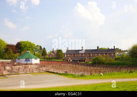 Vieh Auktion Mart Lazonby Mart Lazonby Eden Valley Cumbria England UK Stockfoto