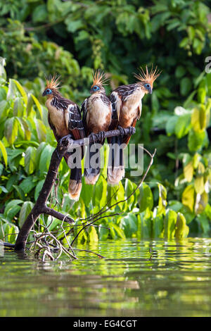 Hoatzins (Opisthocomus Hoazin) im Regenwald von Tambopata Reserve Peru Südamerika thront. Stockfoto