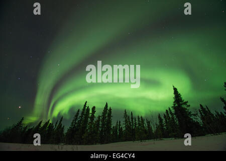 Nordlichter (Aurora Borealis) leuchtet hell über Bäume entlang Steese Highway Cleary Punkt außerhalb Fairbanks Alaska Stockfoto