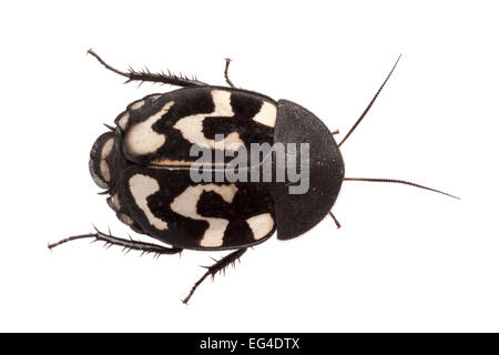 Fragezeichen Schabe (Therea Olegrandjeani) auf weißem Hintergrund fotografiert. Gefangene aus Indien. Stockfoto