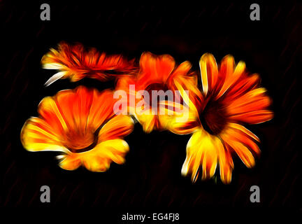 Abstract orange Fraktale Calendula Blume Tapete schwarzer Hintergrund Stockfoto