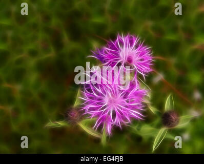 Abstrakte Fraktal Blume der Kornblume Tapete auf grünem Hintergrund Stockfoto