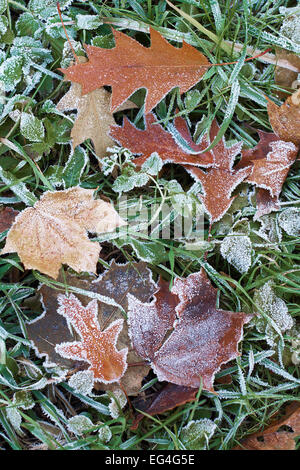 Hoar Frost auf einem Blatt und grasgrün Stockfoto