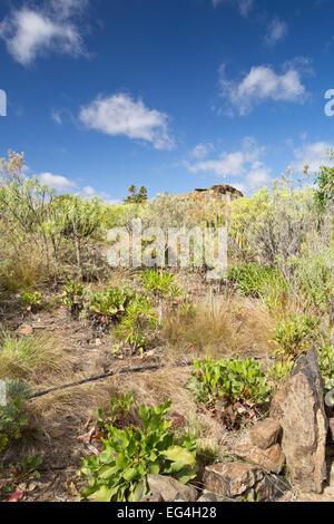 Gran Canaria - archäologischer Park Mundo Aborigen - Kanarische Inseln, Spanien, Europa Stockfoto