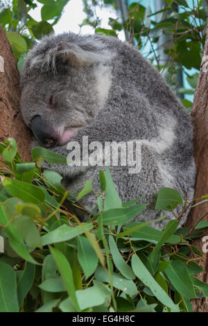 Ein Koala im Baum schlafen. Stockfoto