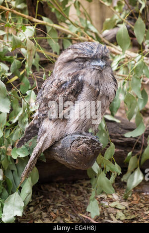 Tawny Frogmouth Eule thront auf einem Ast. Stockfoto