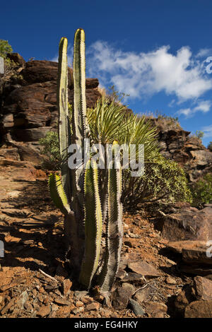 Gran Canaria - Felslandschaft mit Kaktus - Kanarische Inseln, Spanien, Europa Stockfoto