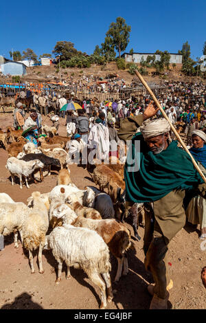 Der Samstag Viehmarkt In Lalibela, Äthiopien Stockfoto