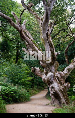 Alten knorrigen Baum in The Lost Gardens of Heligan, Cornwall, England Stockfoto
