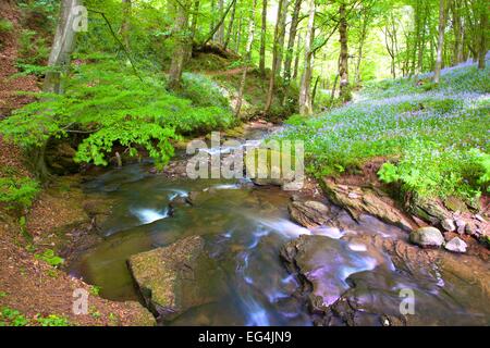 Wald mit Bach durchzogen. Brampton, Cumbria, England, UK. Stockfoto