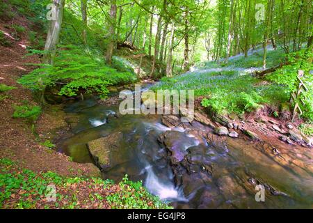 Wald mit Bach durchzogen. Brampton, Cumbria, England, UK. Stockfoto