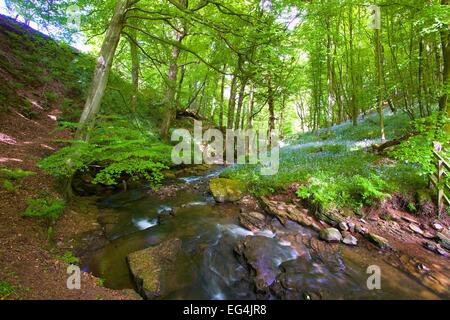 Wald mit Bach durchzogen. Brampton, Cumbria, England, UK. Stockfoto