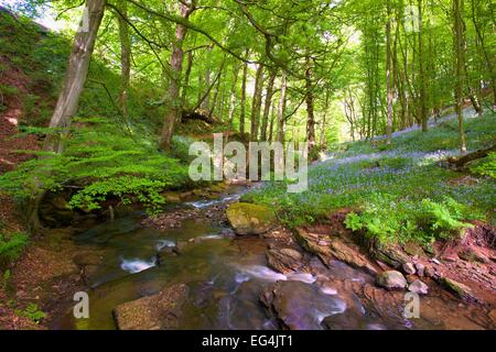 Wald mit Bach durchzogen. Brampton, Cumbria, England, UK. Stockfoto