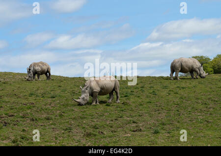 ein Trio von Rhino Weiden auf einem Hügel gegen blauen Himmel Stockfoto