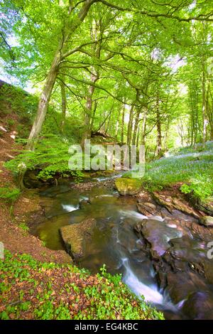 Wald mit Bach durchzogen. Brampton, Cumbria, England, UK. Stockfoto