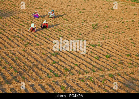 Arbeiter arbeiten auf Ackerland, Region Mandalay, Myanmar / Burma Stockfoto