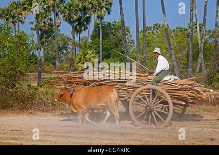 Holzkarren geladen mit Holz, gezogen von zwei Zebus / Brahman Ochsen (Bos Taurus Indicus) in Myanmar / Birma Stockfoto