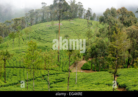 Lipton Teeplantagen, in der Nähe von Dambatenne, Sri Lanka Stockfoto